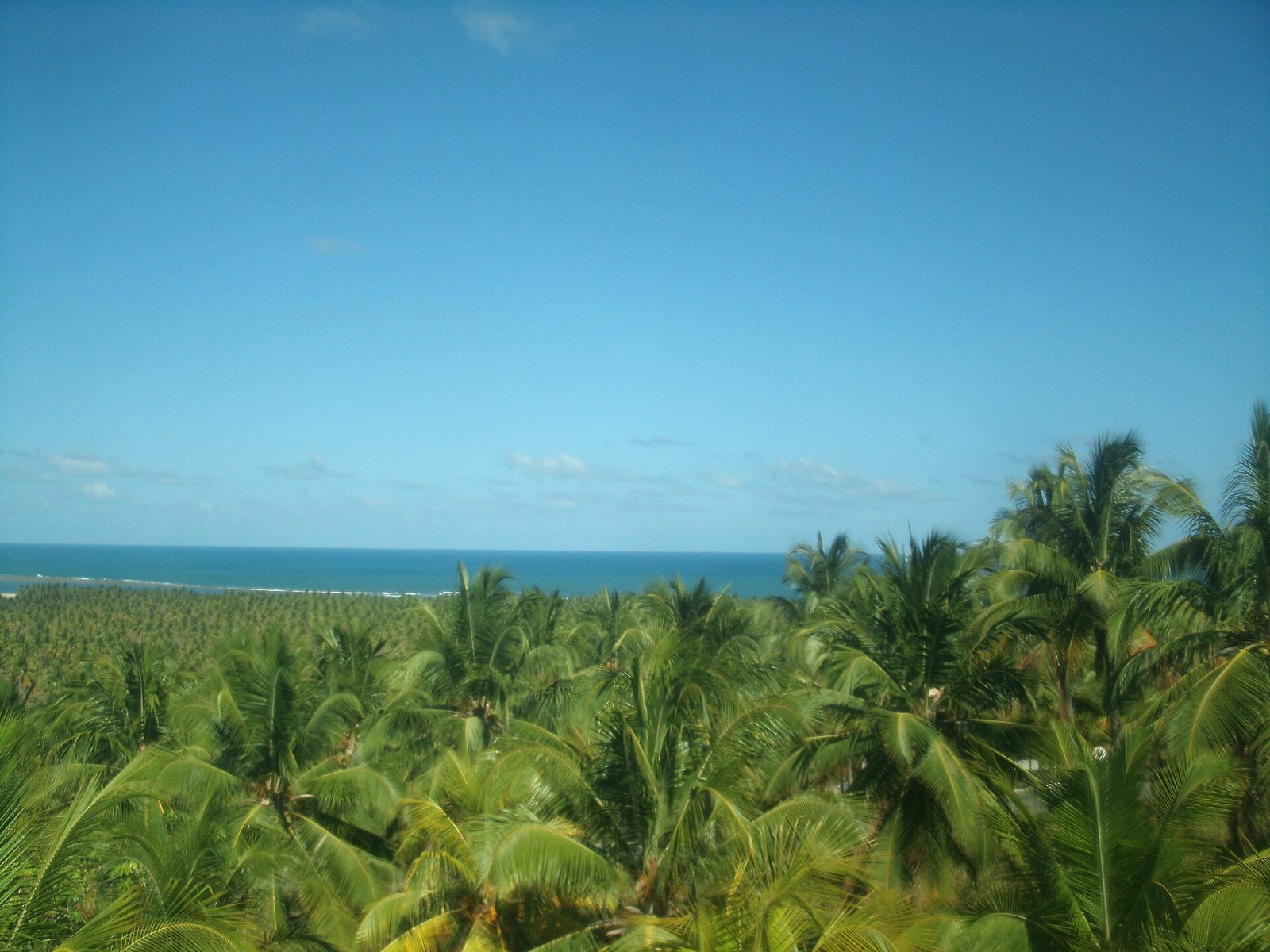 Mar de coqueiros diante do mar azul em Alagoas