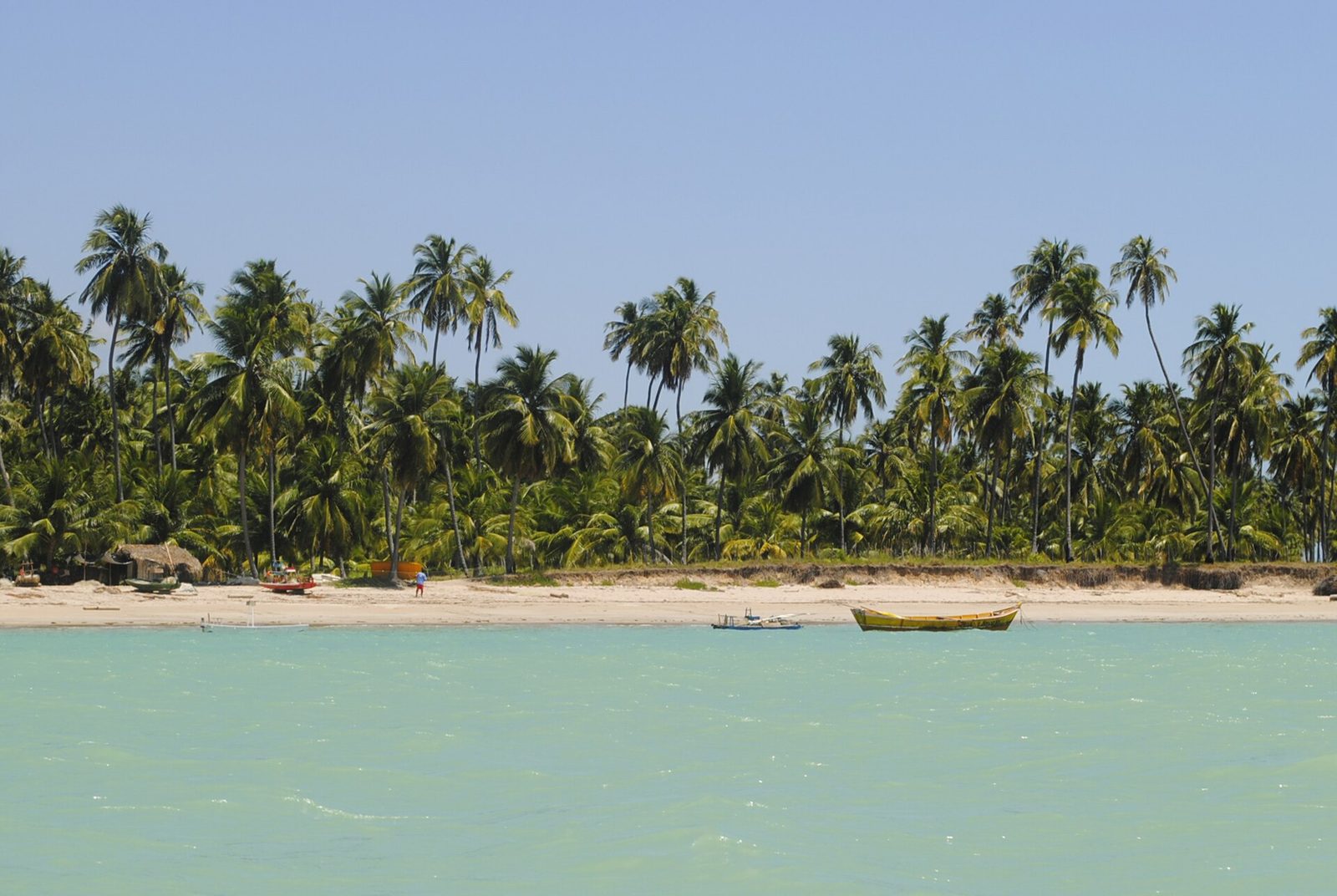 Praia de coqueiros e mar turquesa no litoral de Maceió